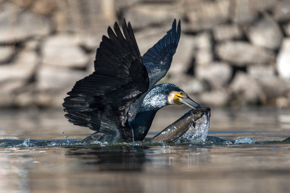 Kormoran czarny jest pięknym ptakiem