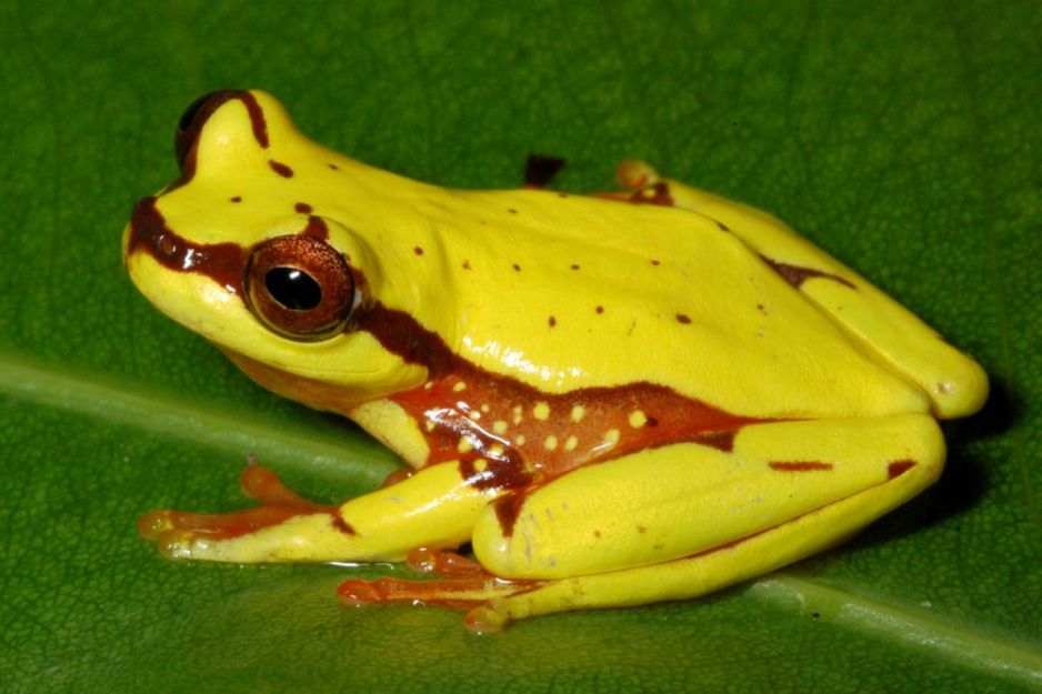 01monsterfrog.adapt.1190.1