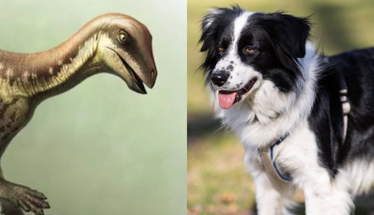 Ten mały dinozaur zaskoczył naukowców