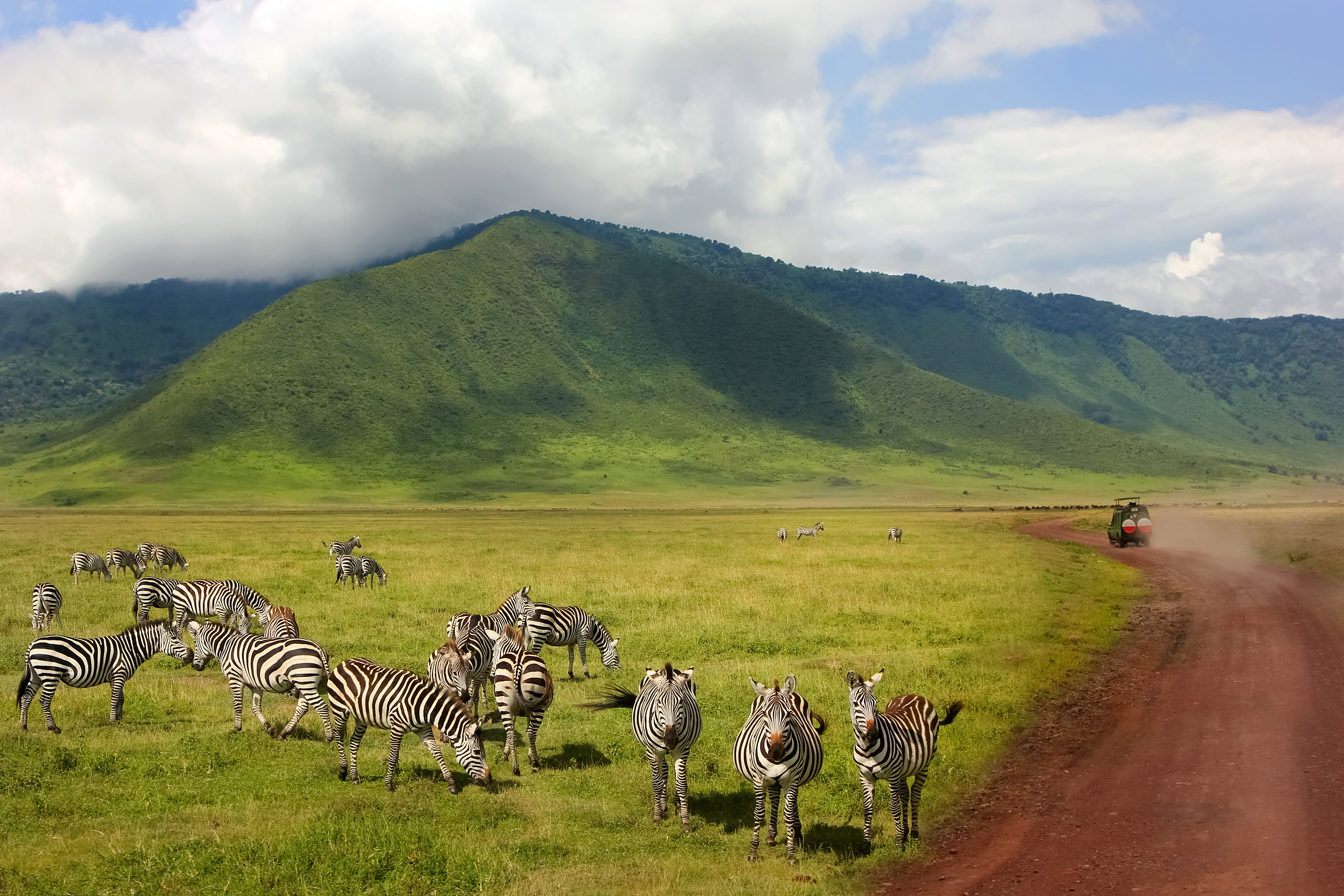 Zebry na tle gór i chmur. Safari w Parku Narodowym Krateru Ngorongoro, Tanzania. Dzika przyroda Afryki.