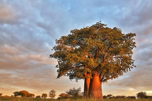 Baobab w liściach podczas pory deszczowej. Kalahari, Botswana.