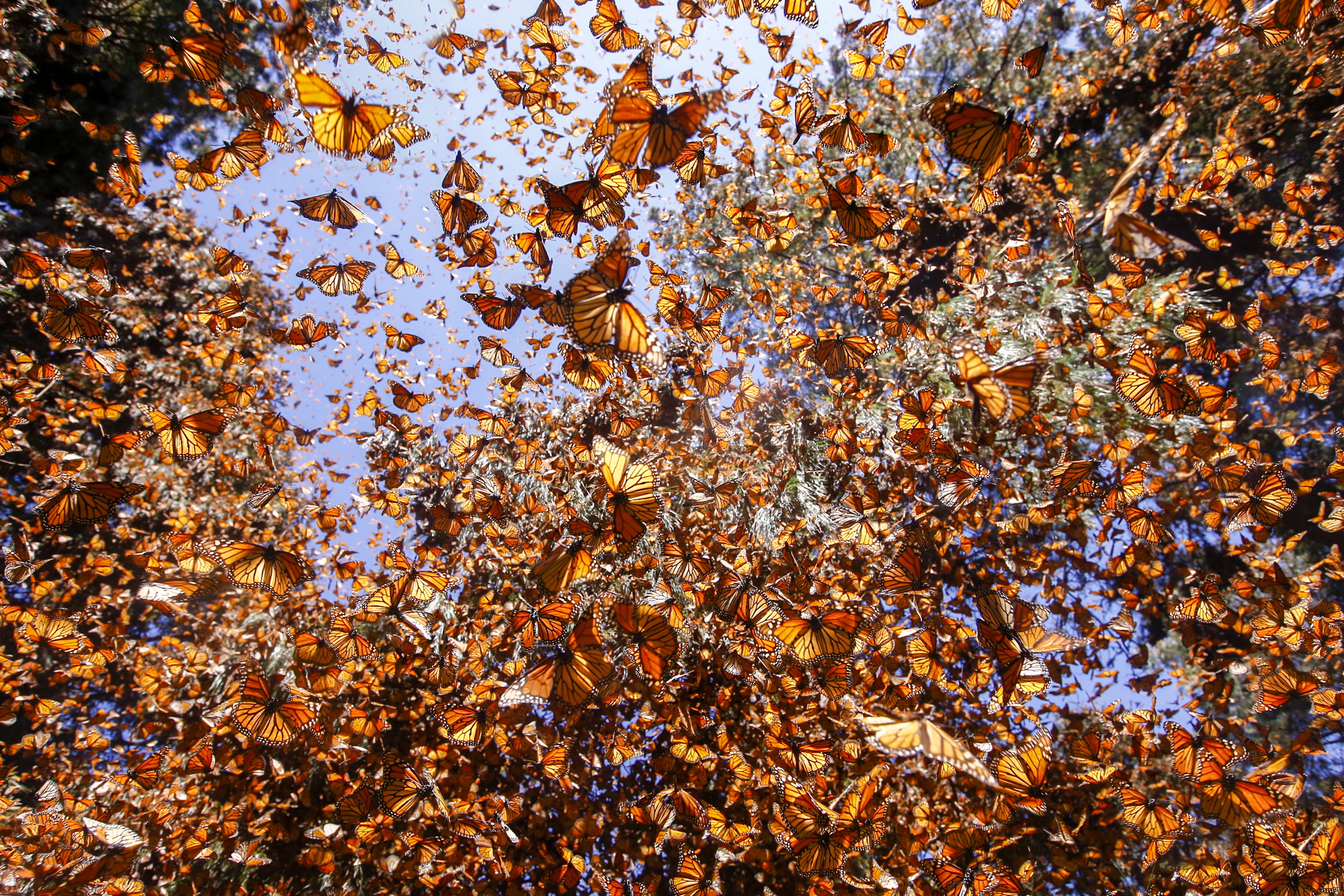 Motyle monarsze (Danaus plexippus) zimujące w El Rosario, Michoacán, Meksyk