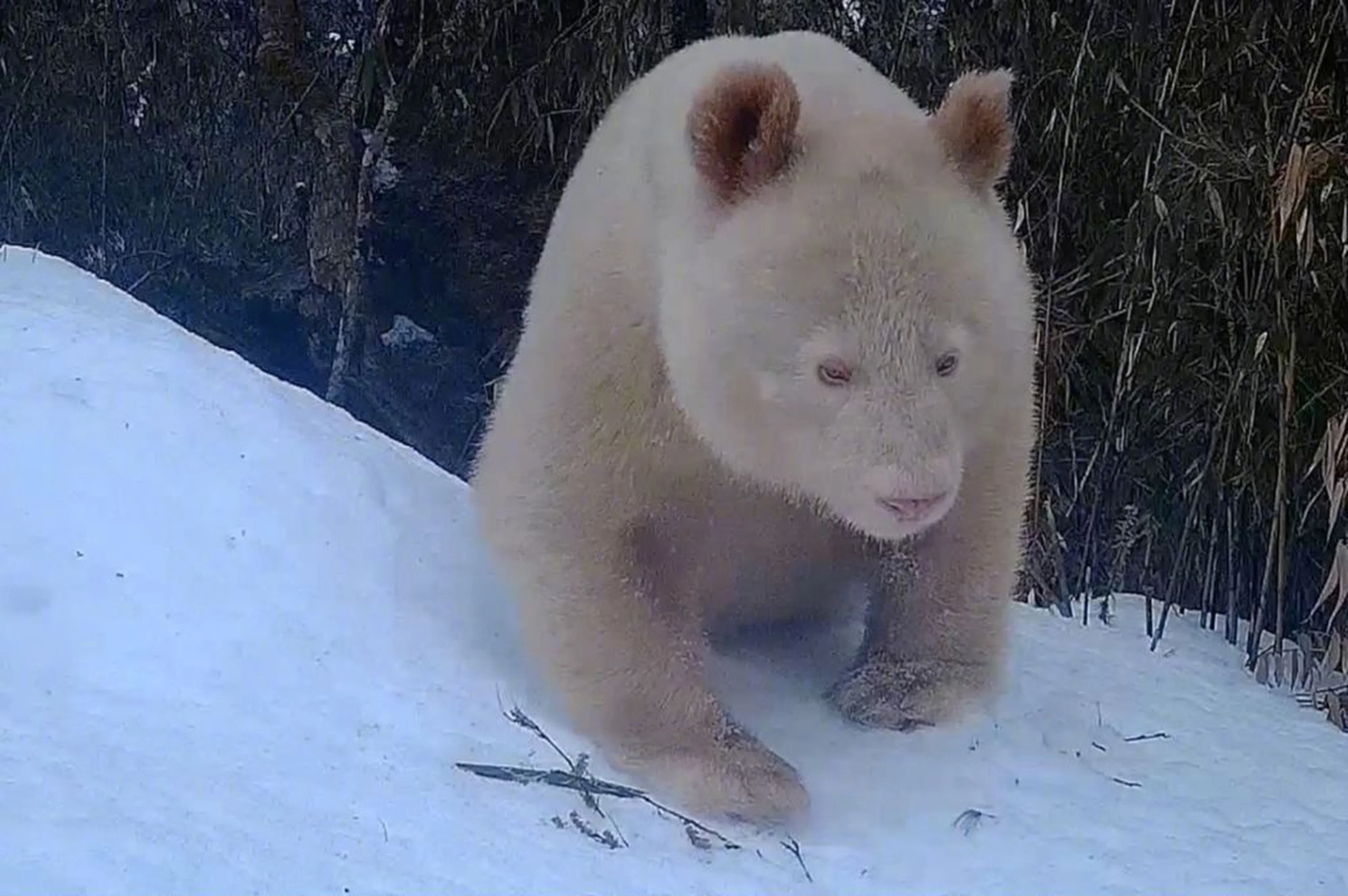 Panda albinos