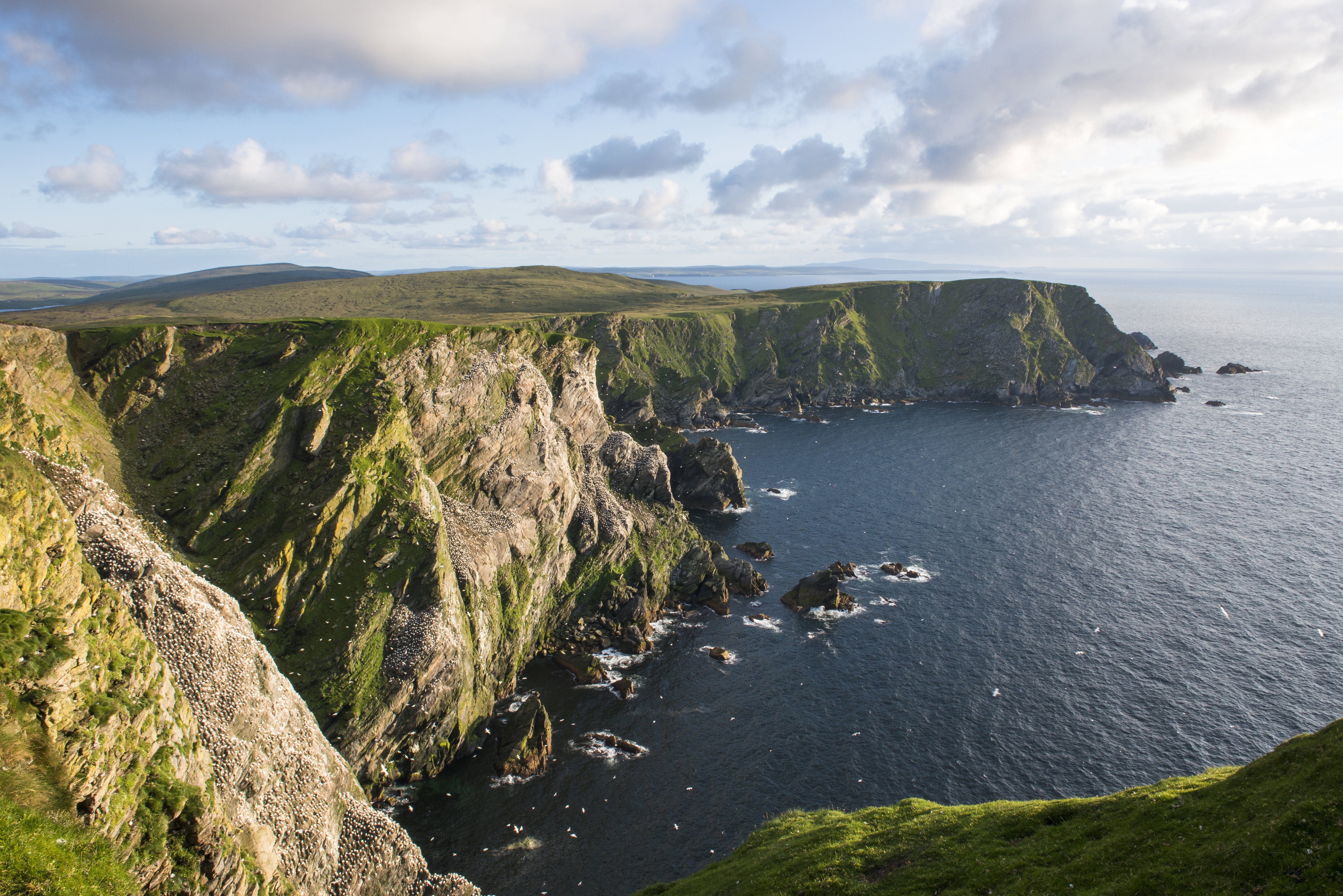 Hermaness National Nature Reserve, Wyspa Unst, Szetlandy, Szkocja