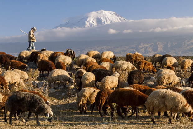 Pasterz ze stadem owiec na tle góry Ararat w Dogubayazit, we wschodniej Turcji. Zdjęcie z 25 października 2014 roku