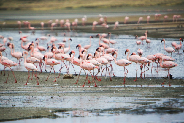 Stado flamingów małych na jeziorze Magadi w Wielkim Rowie Afrykańskim, Kenia.