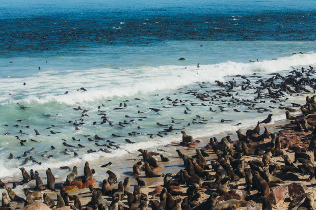 Kolonia uchatki na plaży w Cape Cross, Namibia.