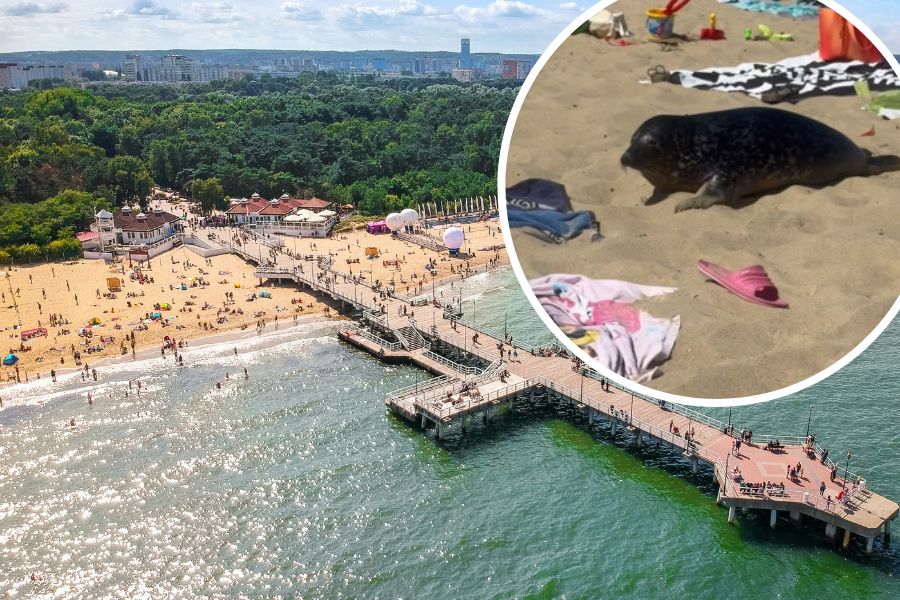 Foka szara zaskoczyła turystów w Brzeźnie