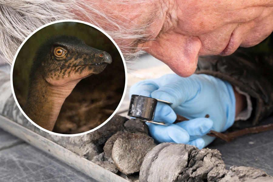 Niezwykły zbieg okoliczności. Kość dinozaura odkryta pod muzeum historii naturalnej