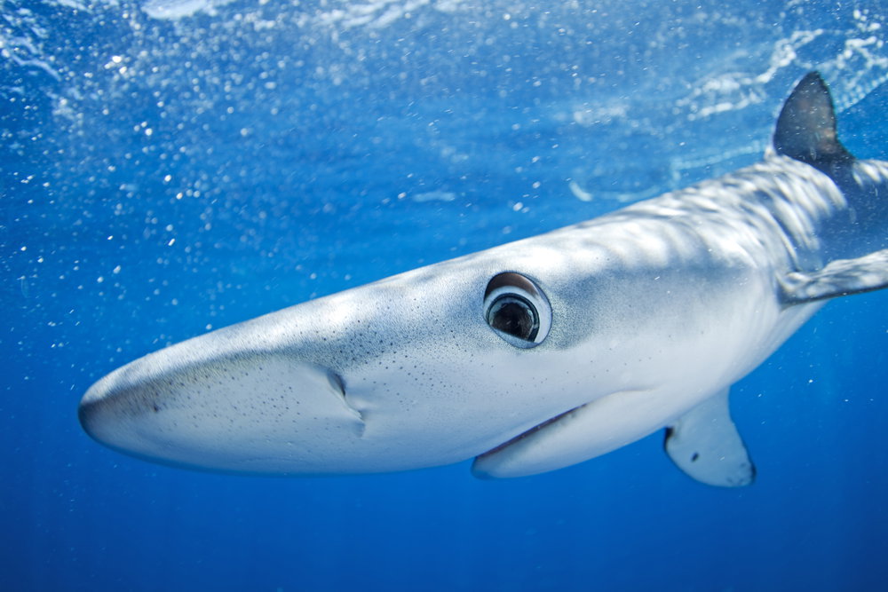 Rekiny błękitne jak kameleony oceanu