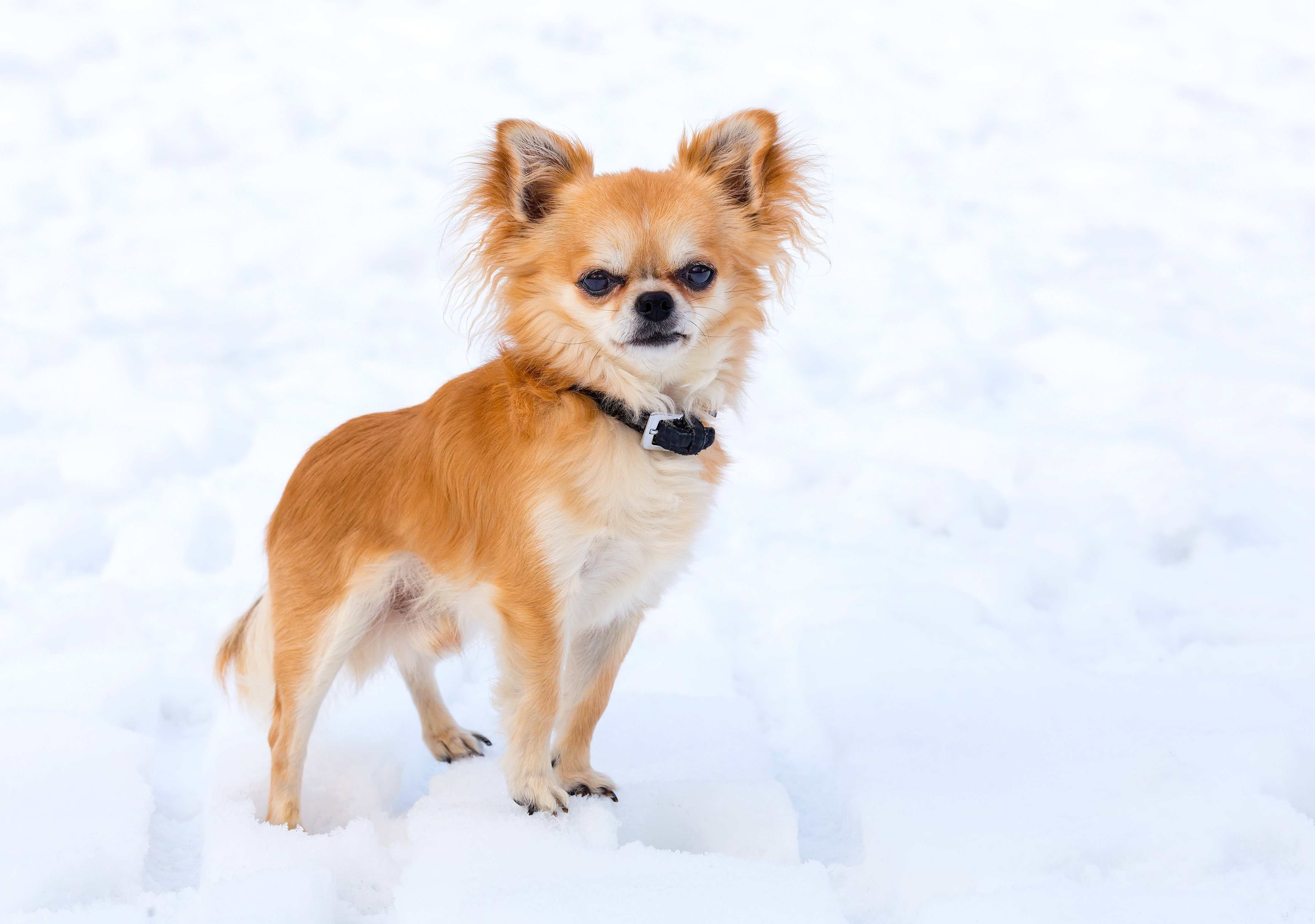 chihuahua