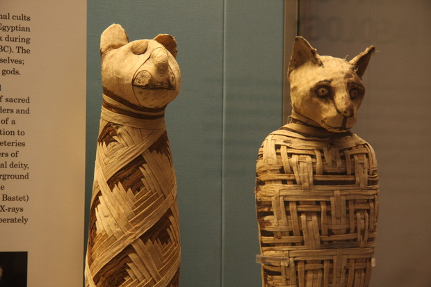 Mumia kota w zbiorach British Museum