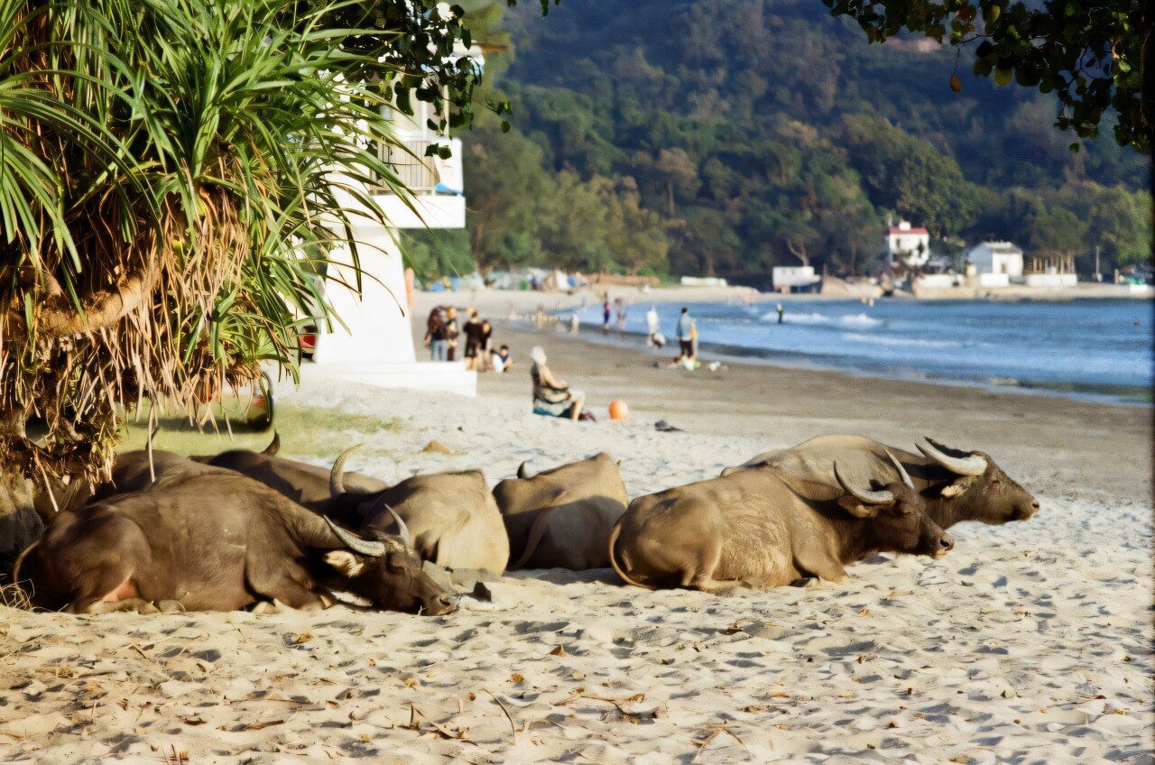 Zdziczałe woły na wyspie Lantau w Hongkongu