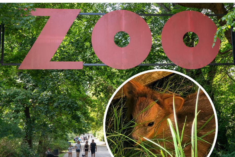 Narodziny w warszawskim zoo