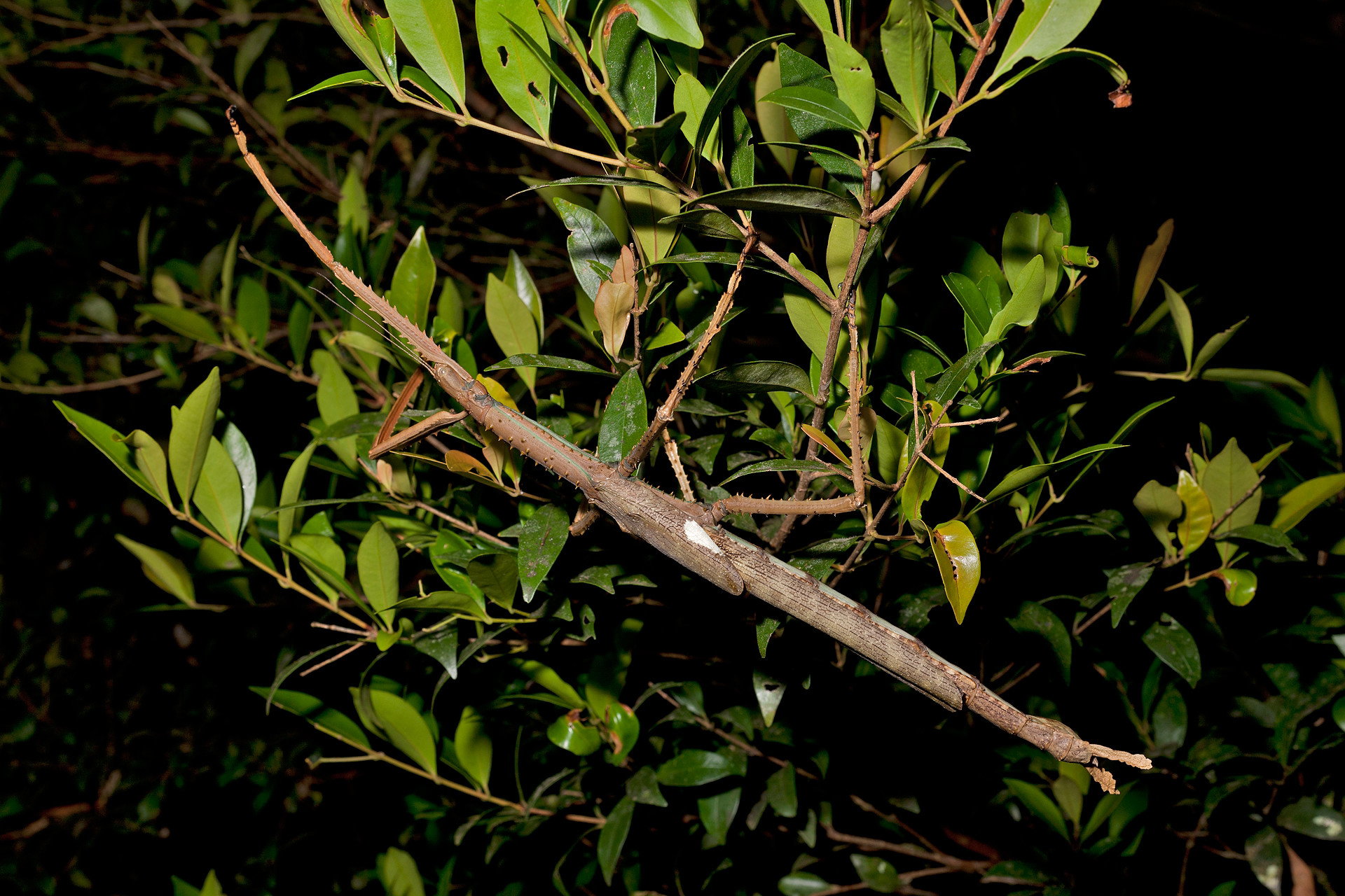 Wielki patyczak Acrophylla alta, odkryty w Queensland w Australii