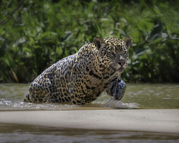 jaguar amazonia