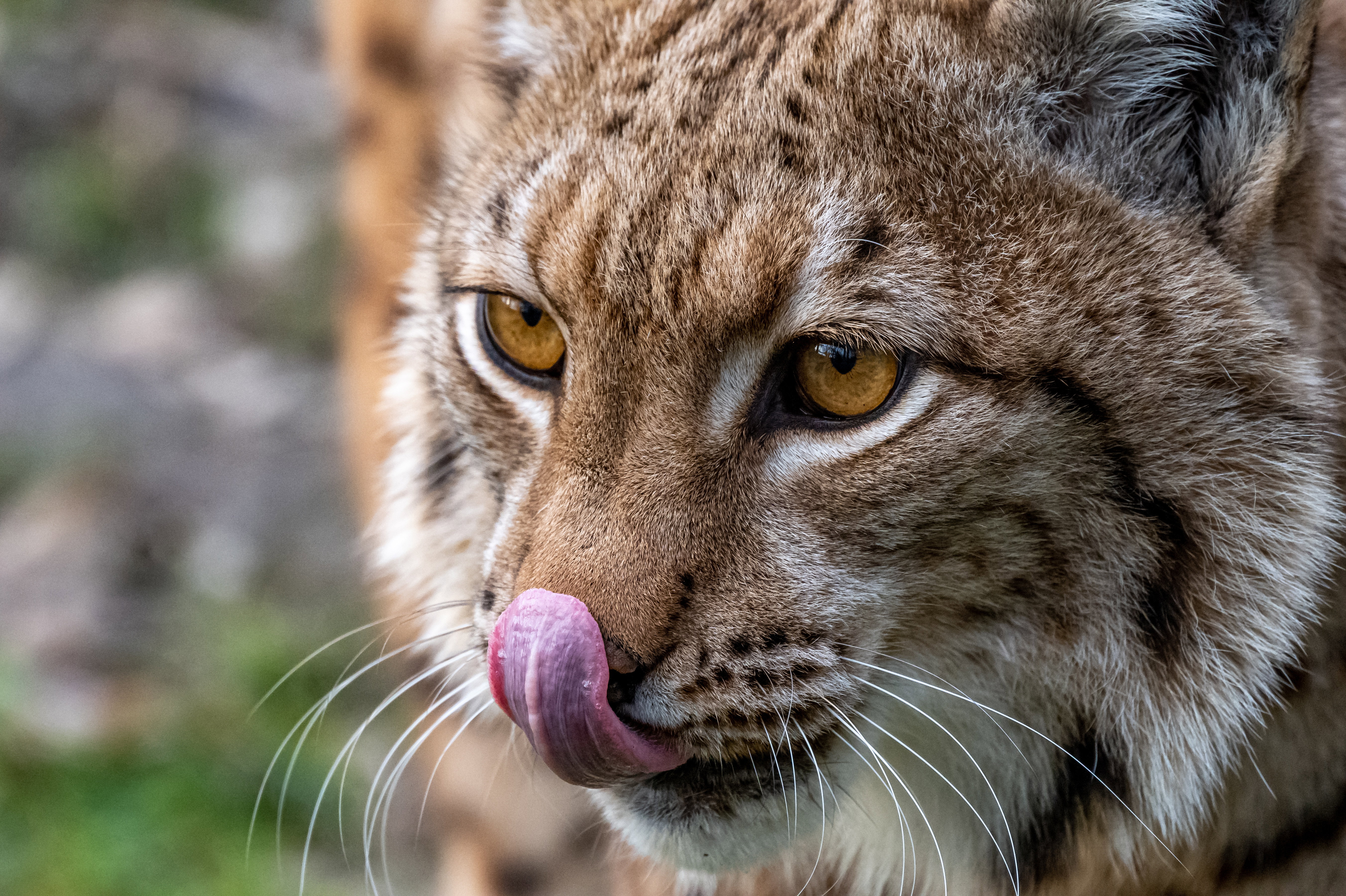 Duński ogród zoologiczny przyjmuje niechciane zwierzęta domowe jako paszę dla drapieżników