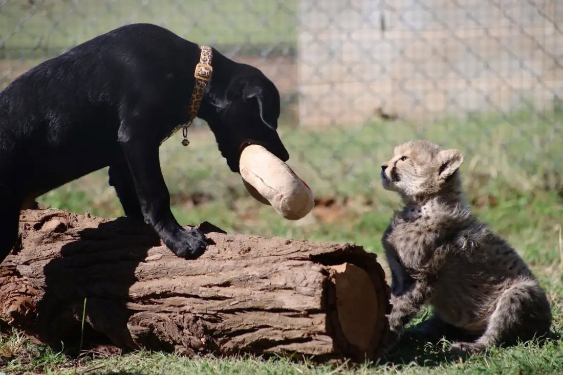 Ziggy i Rozi - przybrane rodzeństwo psa i geparda w zoo w Dubbo w Australii