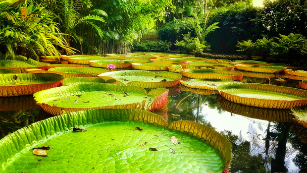victoria amazonica
