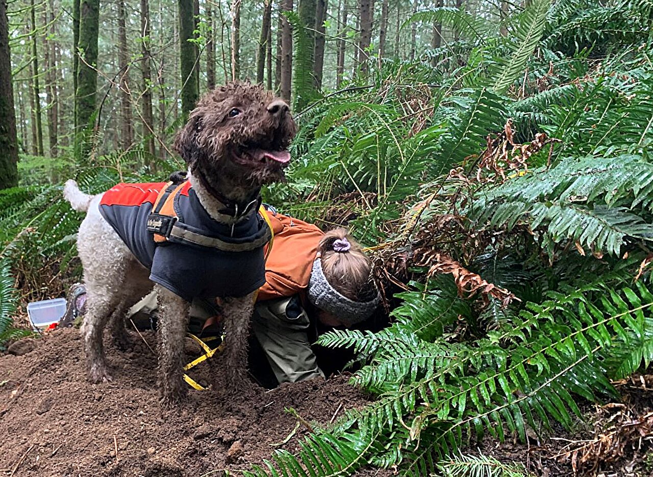 Lolo rasy lagotto romagnolo pomaga badaczom w poszukiwaniu podziemnych grzybów