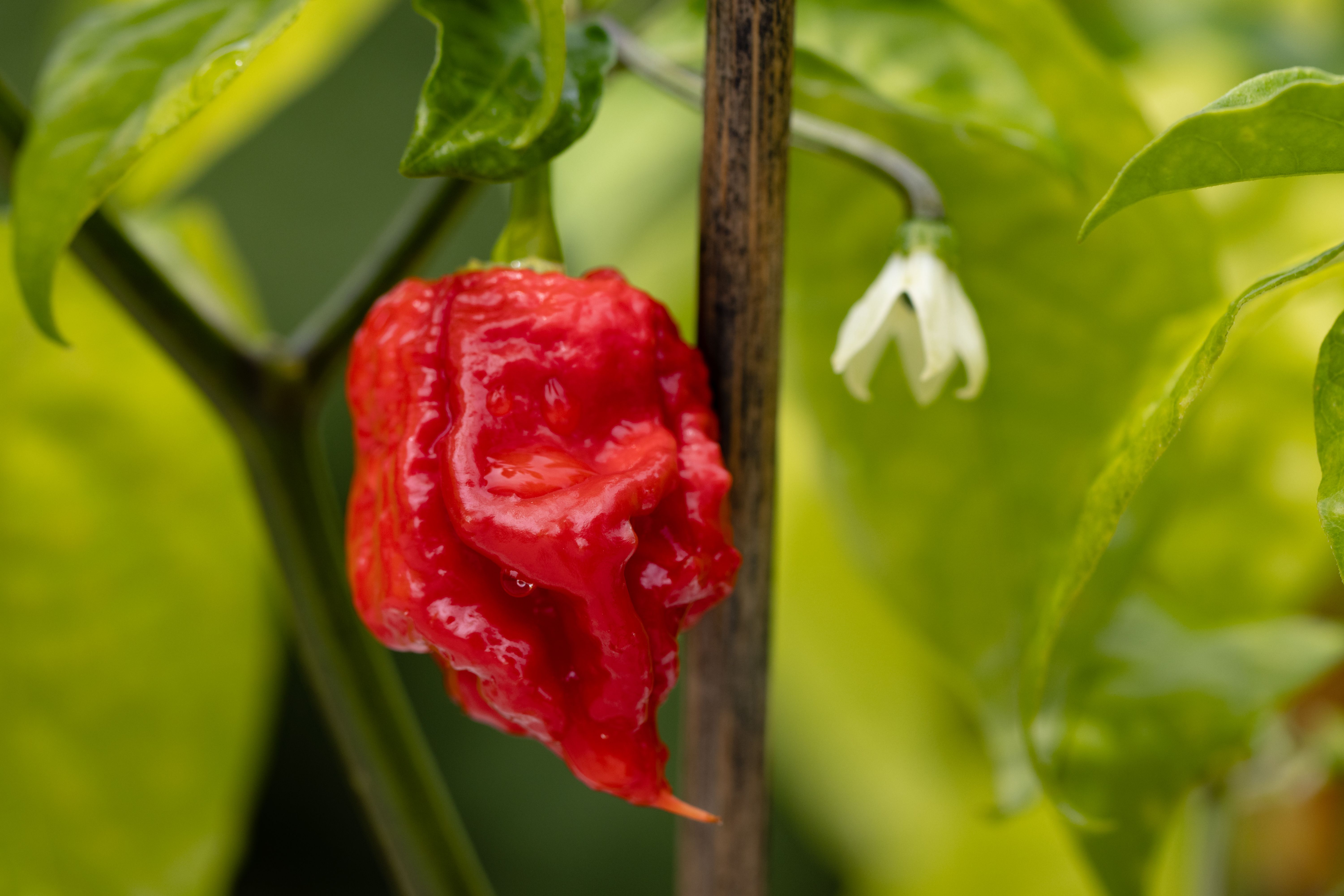 papryczka chilli Carolina Reaper