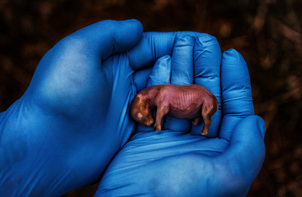 70-dniowy martwy płód nosorożca północnego. Surogatką była samica nosorożca południowego, która zmarła w wyniku infekcji. Fot. Ami Vitale/National Geographic