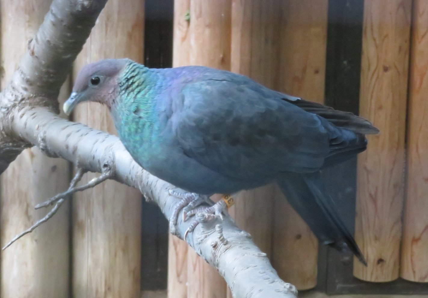 Columba_janthina_nitens_japonski-golab