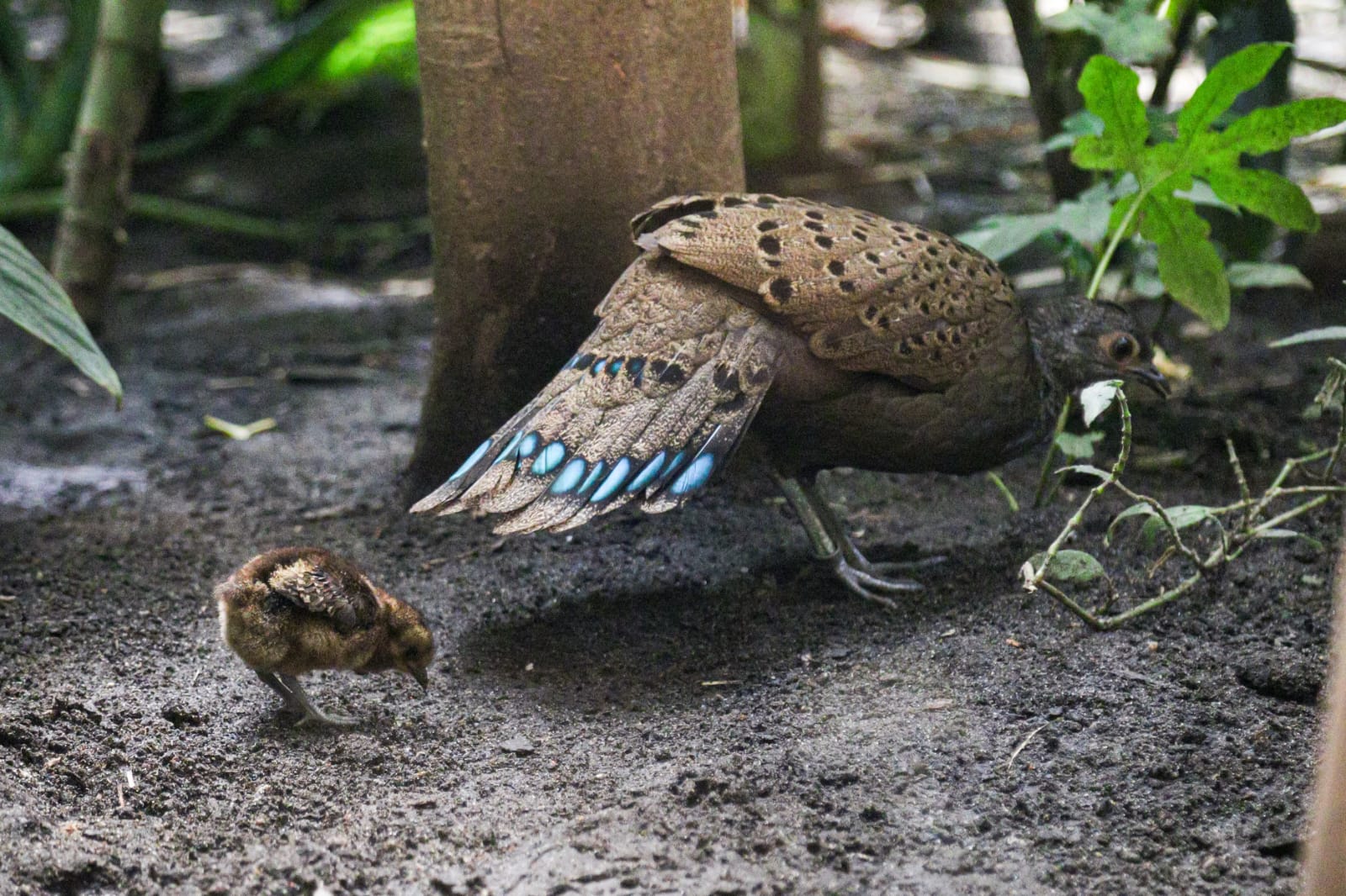 Pisklę wieloszpona pawiego wraz z mamą w warszawskim ZOO