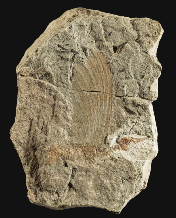 Holotyp Mirasaura (Państwowe Muzeum Historii Naturalnej w Stuttgarcie, Niemcy) ukazujący ptasią czaszkę oraz grzebień biegnący wzdłuż grzbietu.