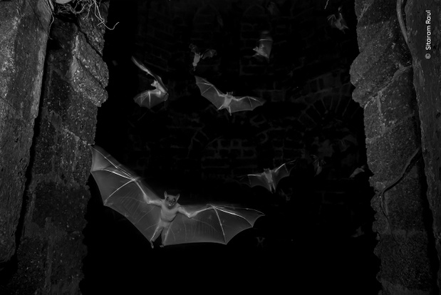 © Sitaram Raul, Wildlife Photographer of the Year