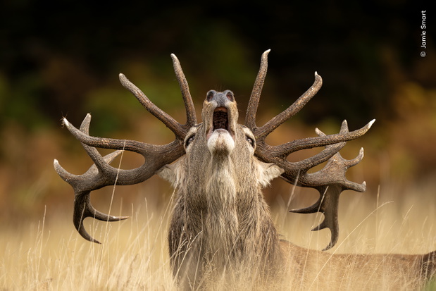 © Jamie Smart, Wildlife Photographer of the Year