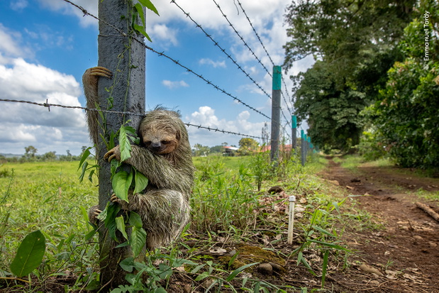 © Emmanuel Tardy, Wildlife Photographer of the Year