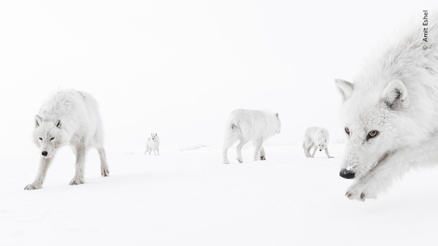 © Amit Eshel, Wildlife Photographer of the Year
