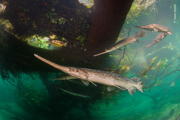 Spawning Longnose Gar