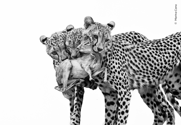 © Marina Cano, Wildlife Photographer of the Year