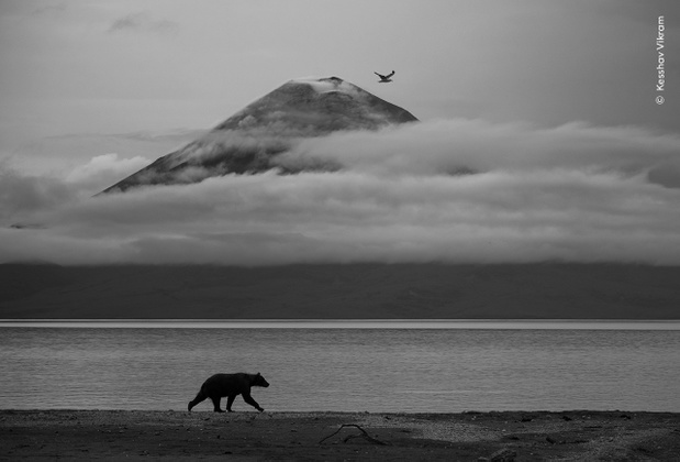 © Kesshav Vikram, Wildlife Photographer of the Year