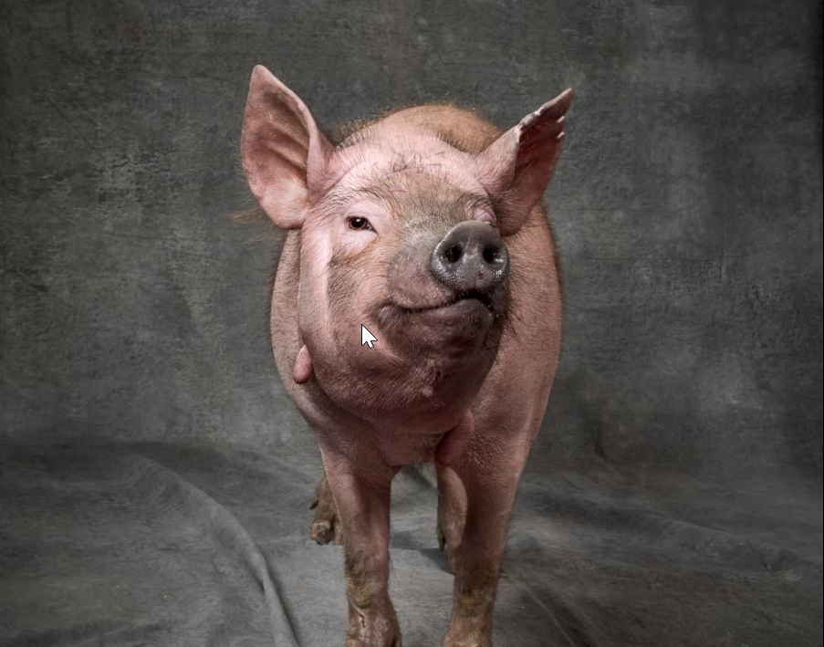 Chińscy lekarze przeszczepili zmodyfikowane genetycznie świńskie płuco człowiekowi. Na zdjęciu: świnia Violet, należąca do firmy eGenesis zajmującej się ksenotransplantacją