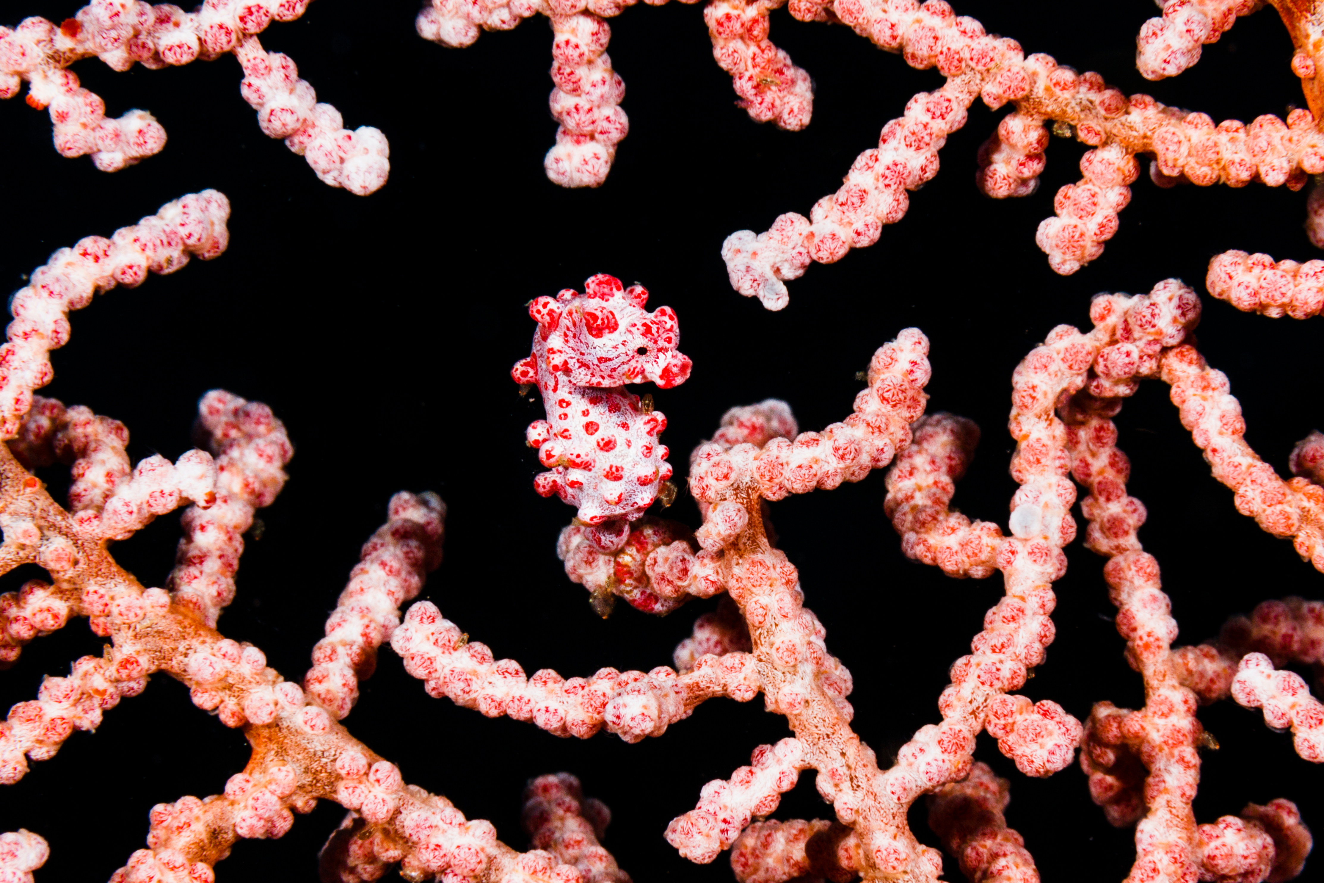 Pławikonik Hippocampus bargibanti w wodach Sulawesi