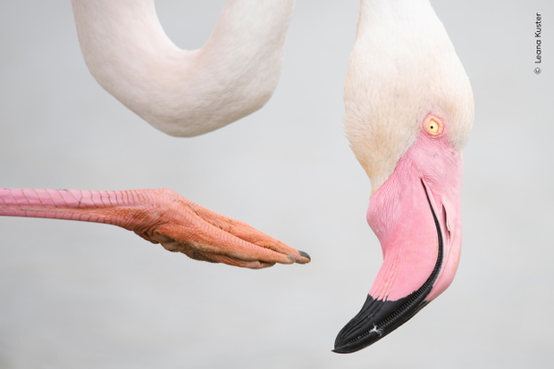 © Leana Kuster, Wildlife Photographer of the Year