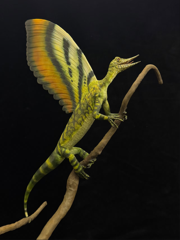 Model Mirasaura grauvogeli