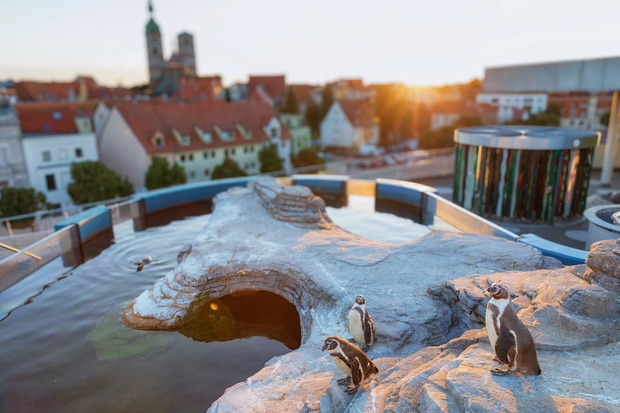 Pingwiny na dachu OZEANEUM