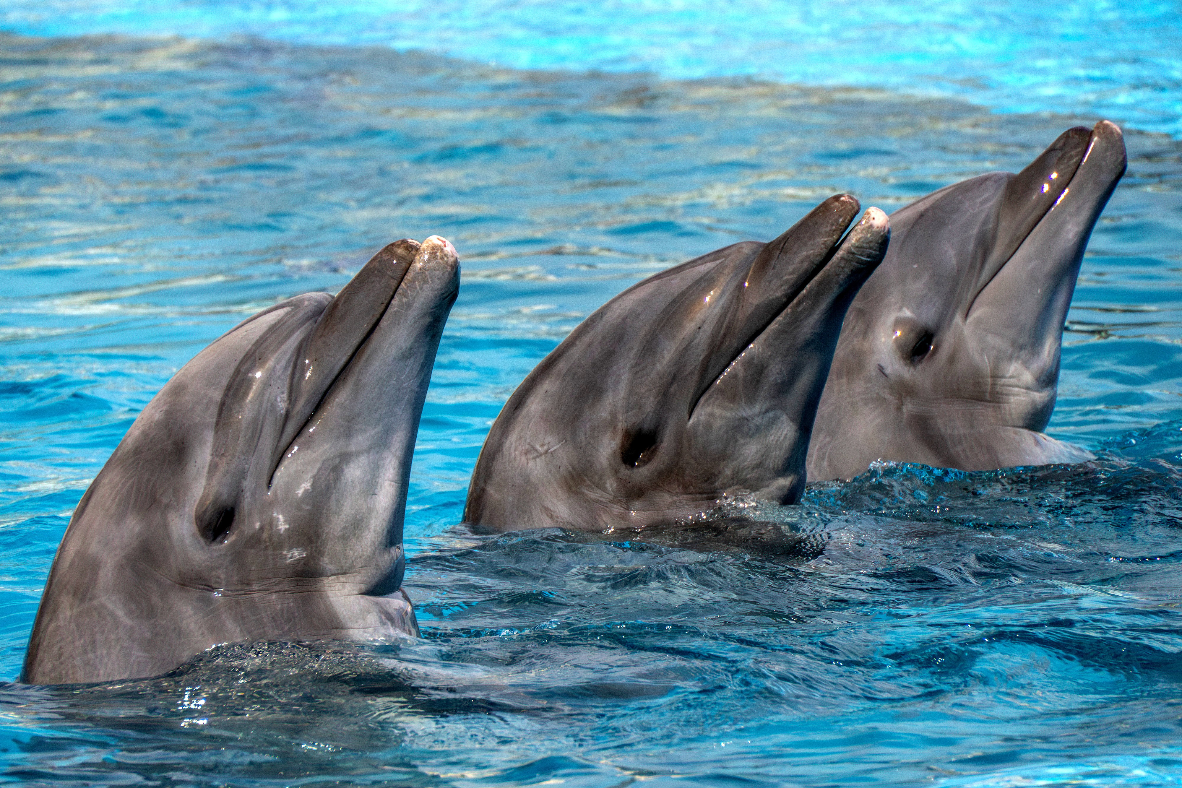 Delfiny w meksykańskim delfinarium