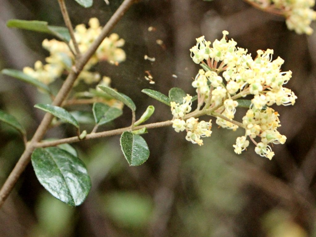 Krytycznie zagrożony krzew Pomaderris vacciniifolia