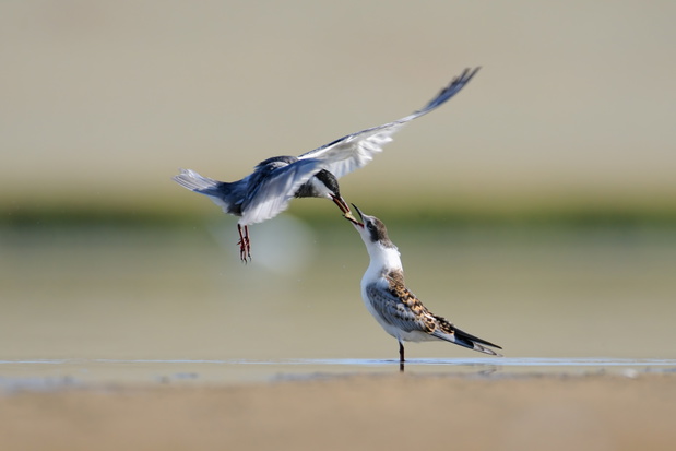 Flying adult Little Tern feeds a chick
