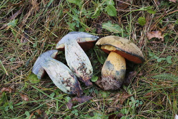 Modroborowik ponury