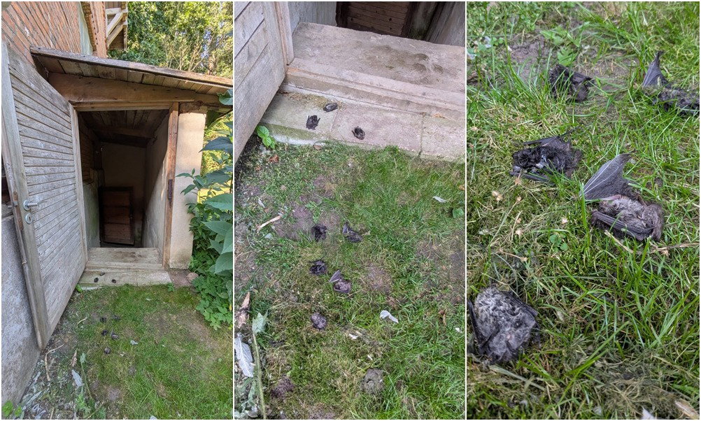 Martwe nietoperze w Białowieży