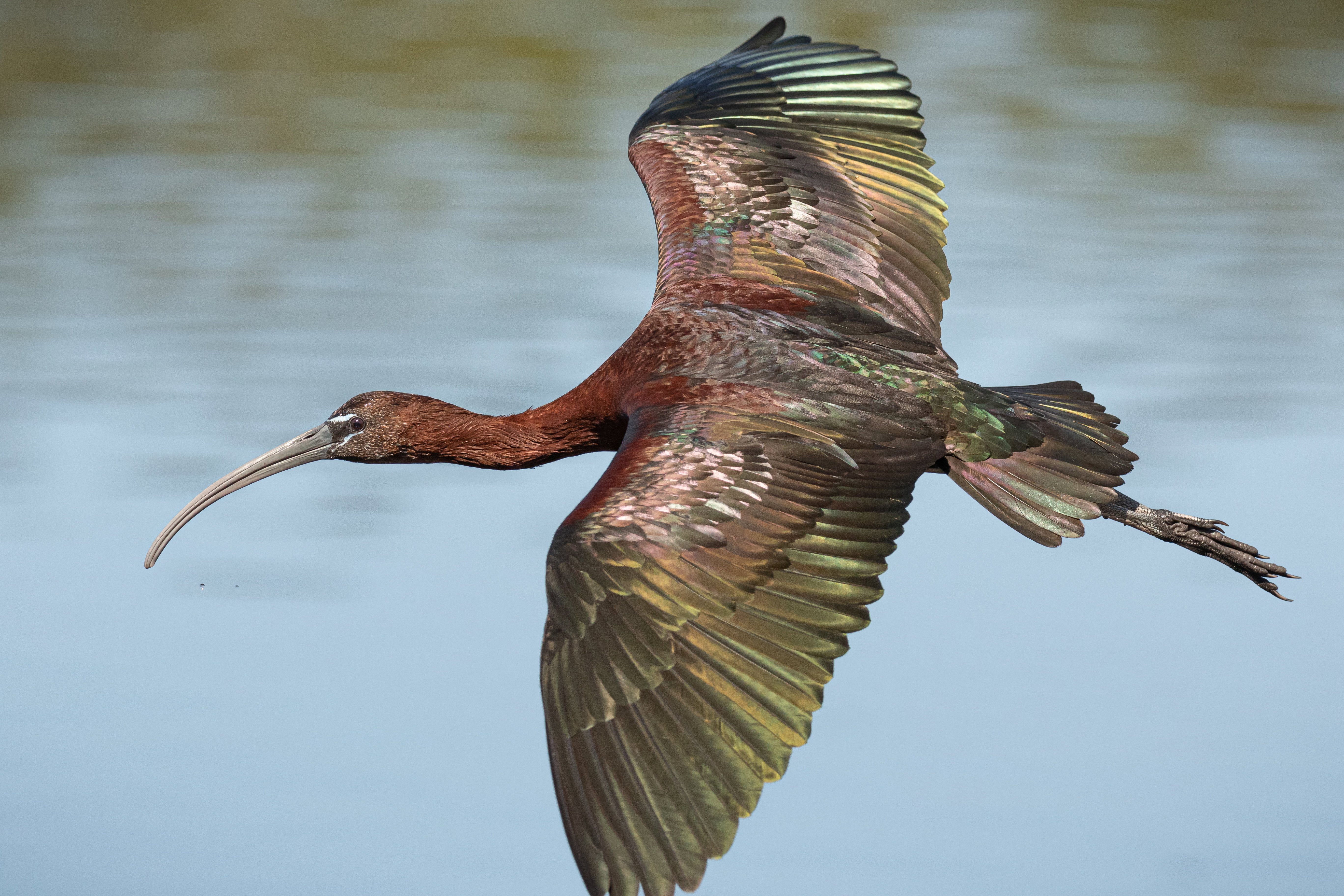 Ibis kasztanowaty