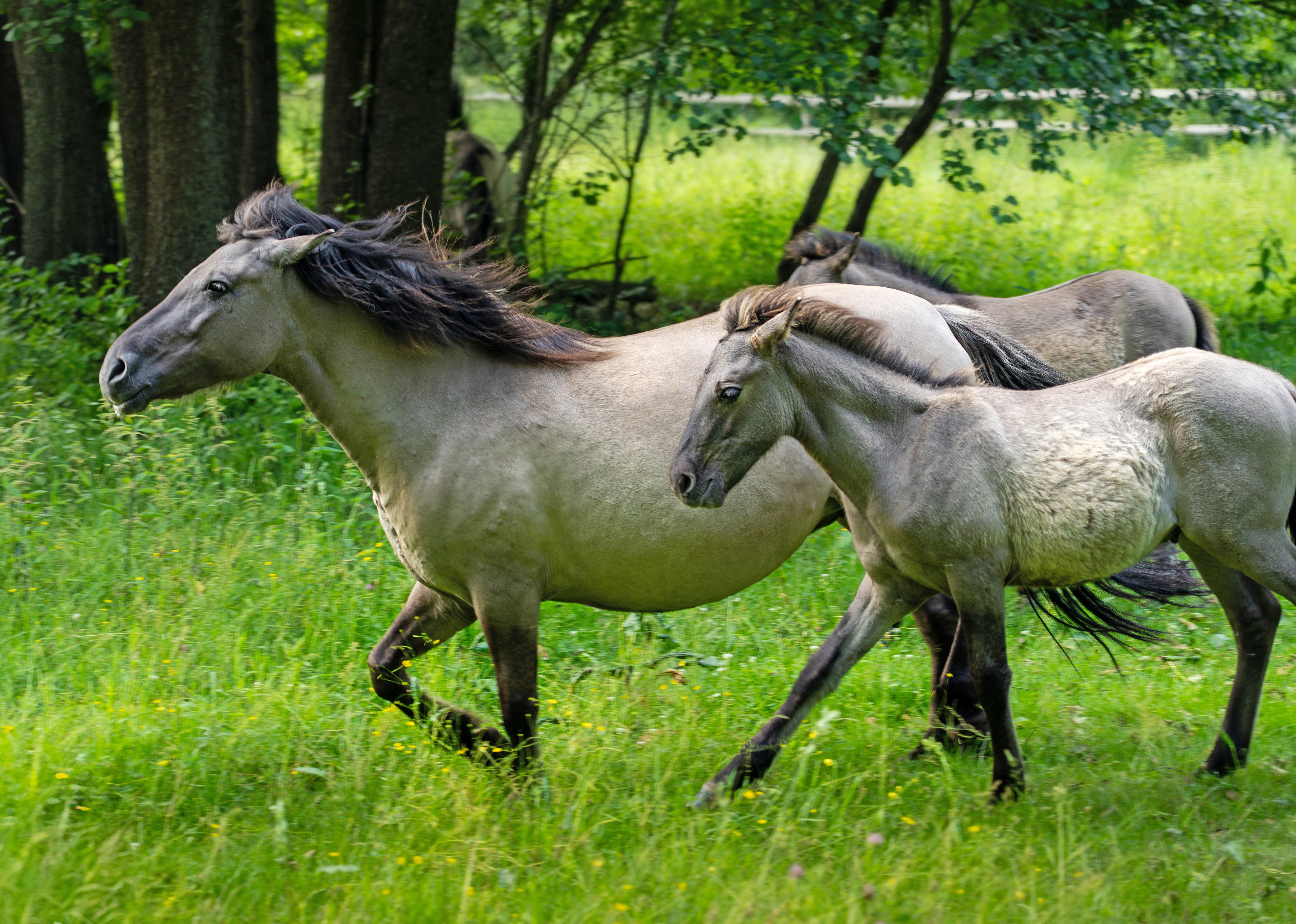 Konik polski – relikt tarpana, który przetrwał dzięki hodowli w Popielnie