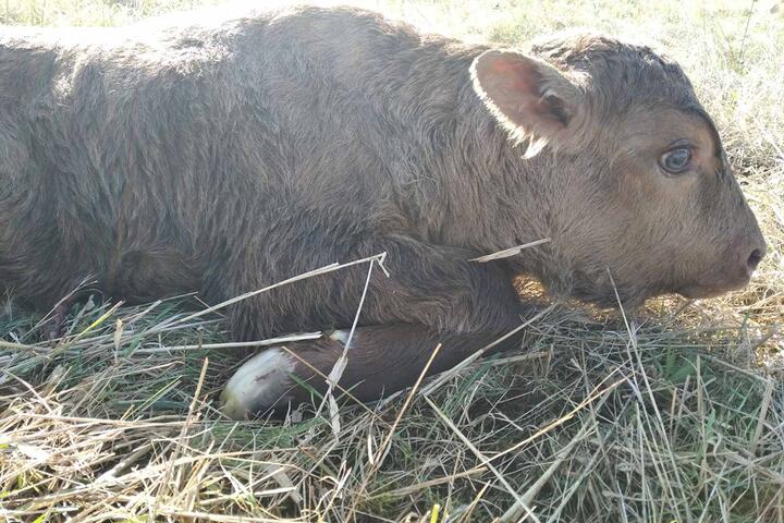 Na Białorusi urodziły się dwa nieplanowane żubronie