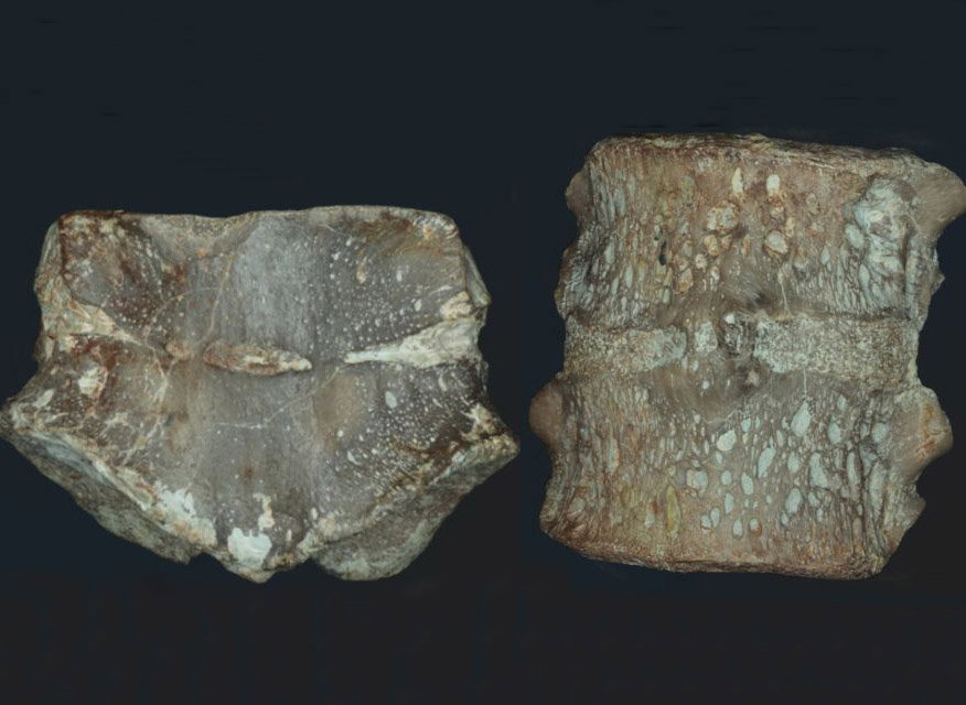 Paleobiolodzy z Opola odkryli pierwsze w historii skamieniałości płazów m.in. ze skoliozą